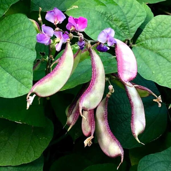 Purple Dolichos