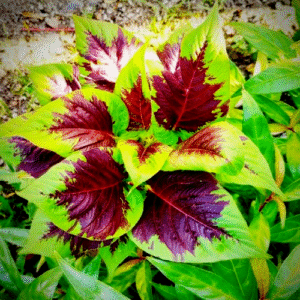 Rainbow Amaranthus