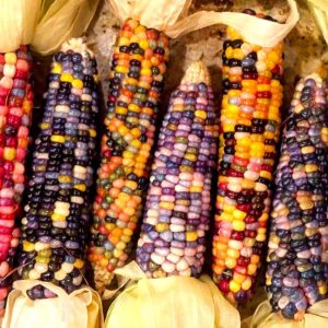 Rainbow Corn