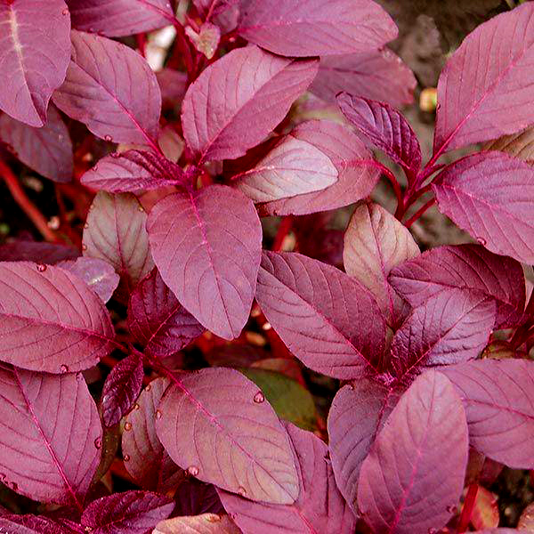 Red Amaranthus