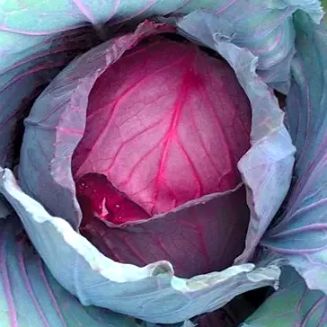 Cabbage Red Jewel