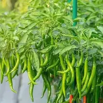 Chilli Rekha 919