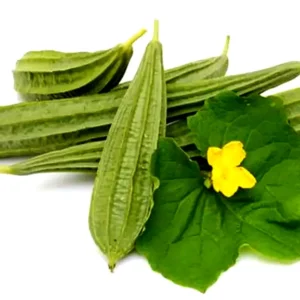 Ridge Gourd