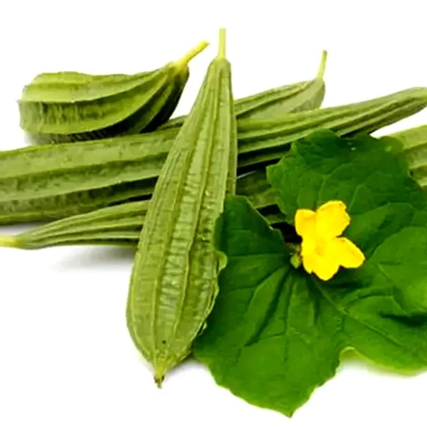 Ridge Gourd