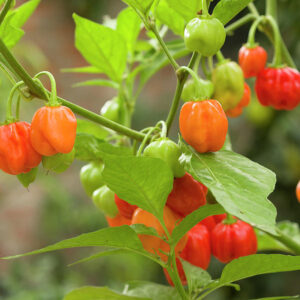 Round Chilli