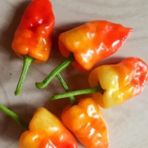 Sambar chilli