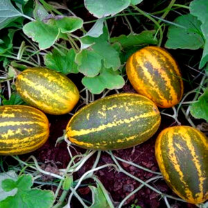 sambar cucumber