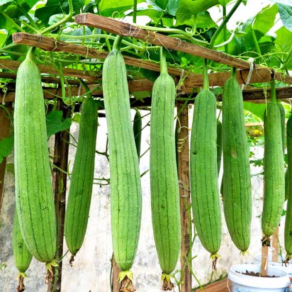 Sponge Gourd