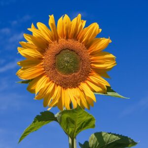 Sunflower BIG