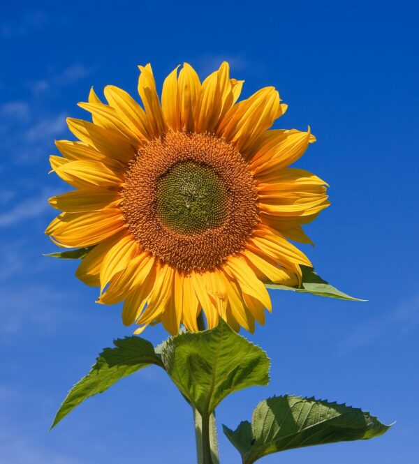 Sunflower BIG