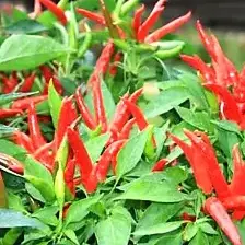 Ujwala Chilli