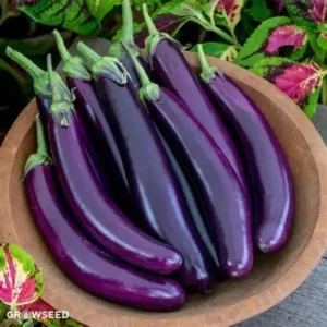 Violet long brinjal