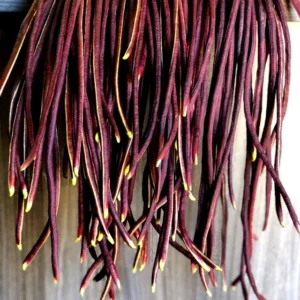 Vyjayanthi pea