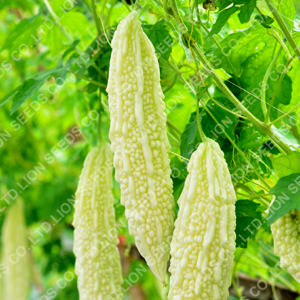 White Bitter gourd long