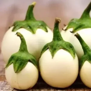 White round brinjal