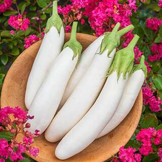 White long brinjal