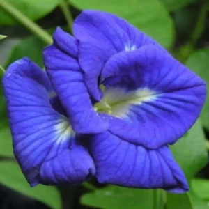 Aparajita Dark Blue