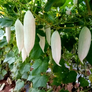 Baby Snake Gourd White