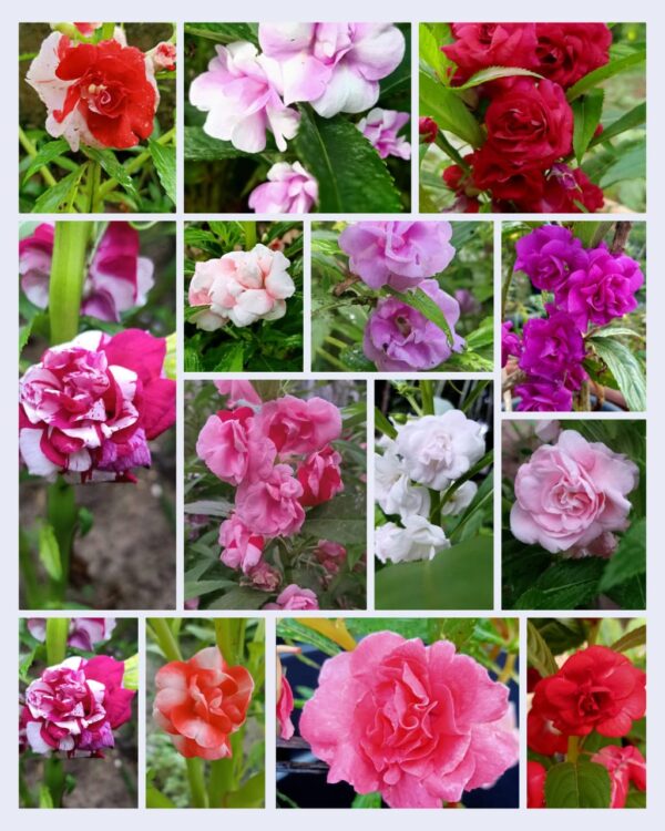 Thailand Balsom 14 color Mixed seeds