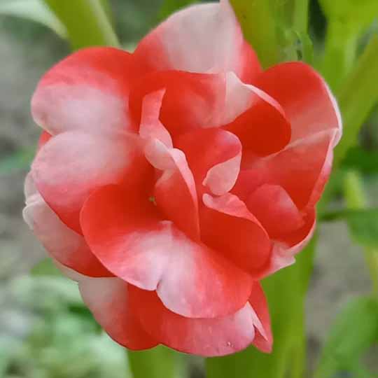 Thailand Balsom Light Pink and red