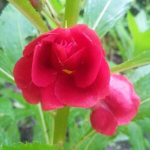 Thailand Balsom Red