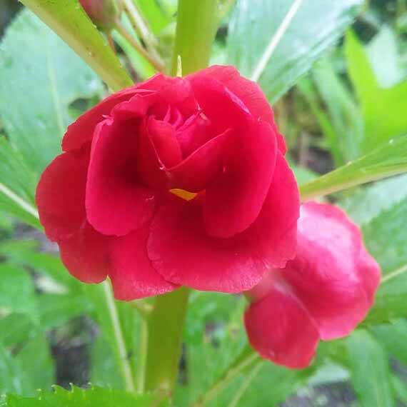 Thailand Balsom Red