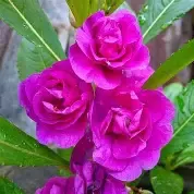 Thailand Balsom Vioet