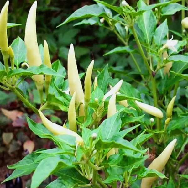 Bhaskara Chilli