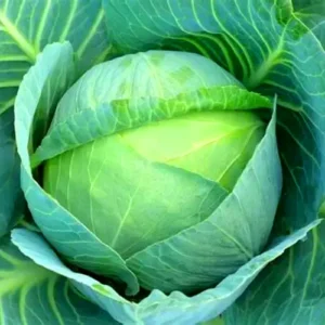 Cabbage Green