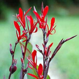 Cana Coccinea Bonfire