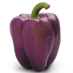 Capsicum Purple