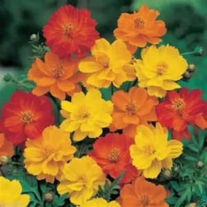 Cosmos Bright light Mix
