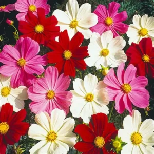 cosmos sensation mix