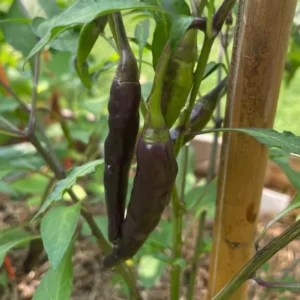 Hybrid Black chilli