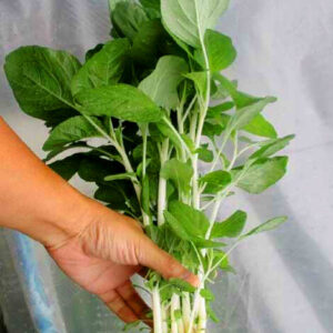 Milky Amaranthus