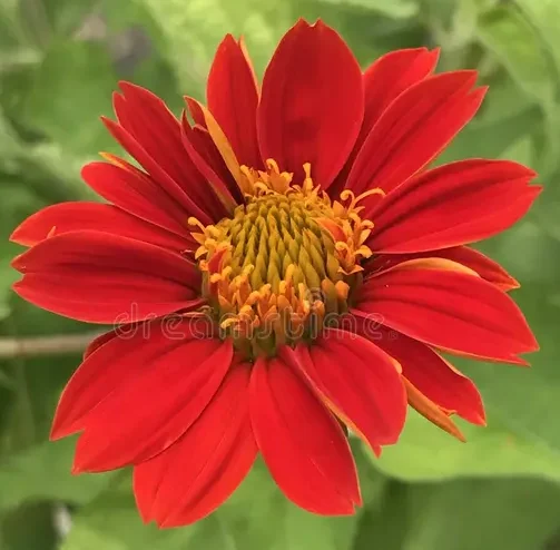 Tithonia Red