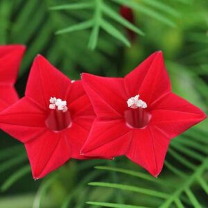 Cyprus vine Red