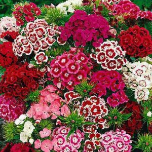 Dianthus Baby doll mix