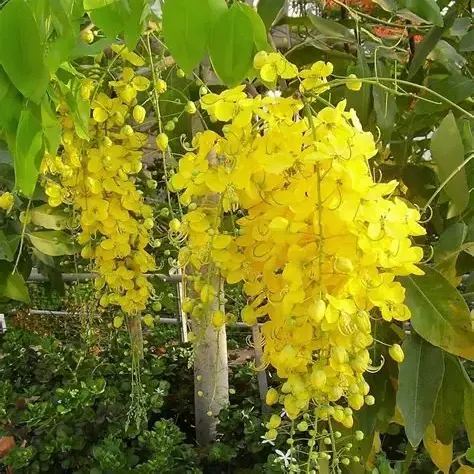 Golden shower