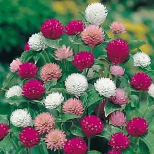 Gompherna all Colour Mix