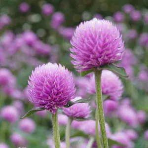 Gompherna Pink