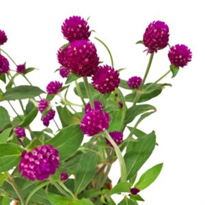 Gompherna Purple