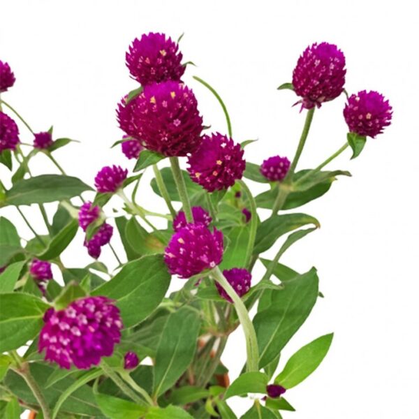 Gompherna Purple