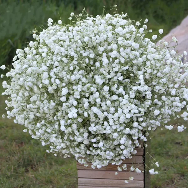 Gypsophila White