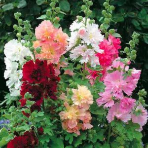 Hollyhock multipetal mix