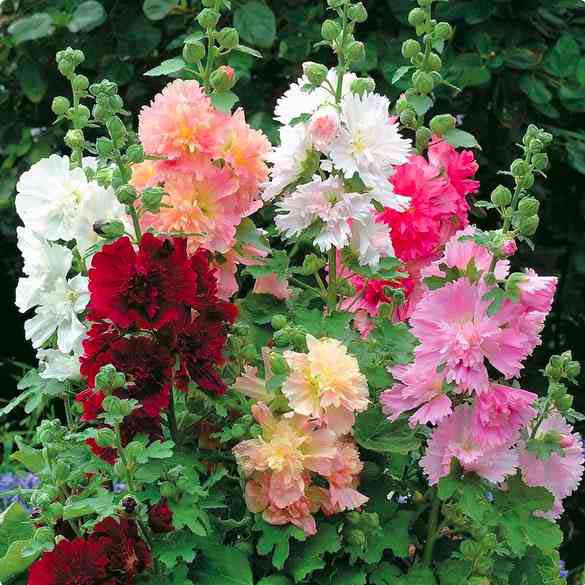 Hollyhock multipetal mix