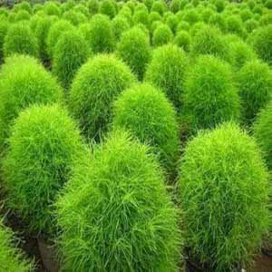 Kochia Green