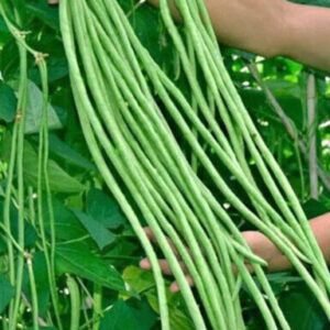 Kuruthola pea