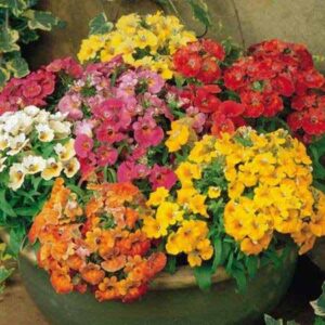 Nemesia Mix