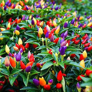 Ornamental chilli